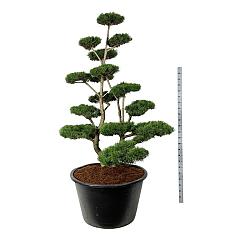 Pinus contorta