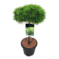 Pinus densiflora 'Low Glow'