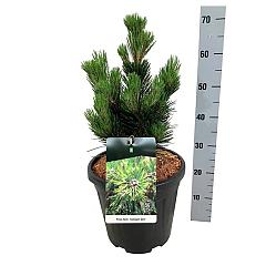 Pinus heldreichii 'Compact Gem'