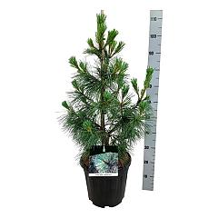 Pinus monticola 'Ammerland'