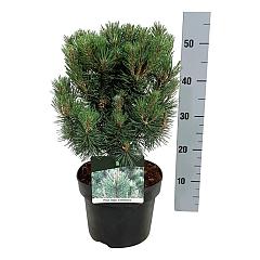 Pinus mugo 'Columnaris'