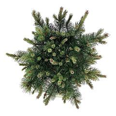 Pinus mugo 'Gnom'