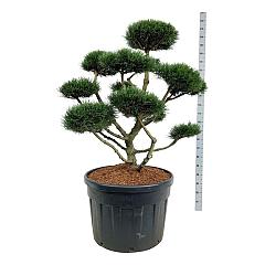 Pinus mugo 'Gnom'