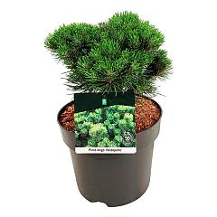 Pinus mugo 'Heideperle'