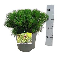 Pinus mugo pumilio