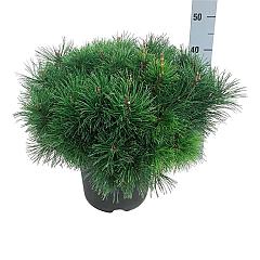 Pinus mugo pumilio