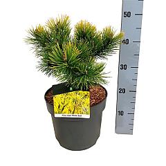 Pinus mugo 'Winter Gold'