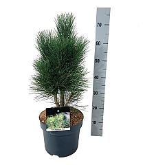 Pinus nigra 'Green Tower'