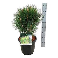 Pinus nigra 'Green Tower'