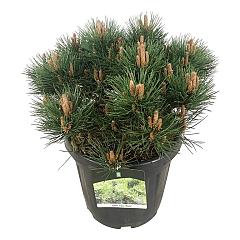 Pinus nigra 'Nana'