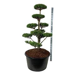 Pinus nigra nigra
