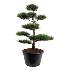 Pinus nigra nigra