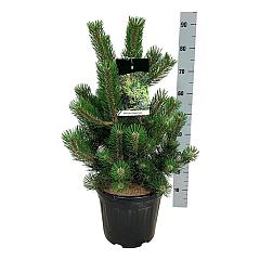 Pinus nigra 'Oregon Green'
