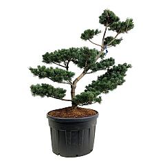 Pinus parviflora 'Tempelhof'