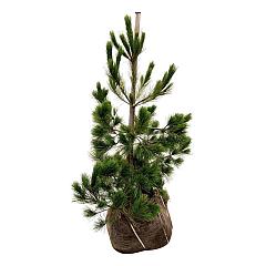 Pinus peuce