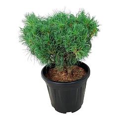 Pinus strobus 'Tiny Kurls'
