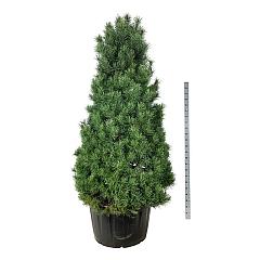 Pinus sylvestris
