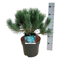Pinus sylvestris 'Watereri'