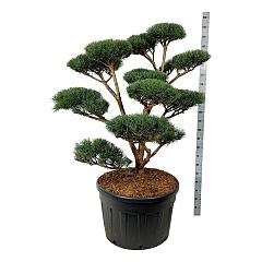 Pinus sylvestris 'Watereri'