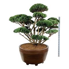 Pinus sylvestris 'Watereri'