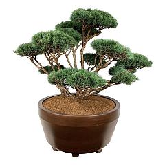 Pinus sylvestris 'Watereri'