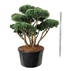 Pinus sylvestris 'Watereri'
