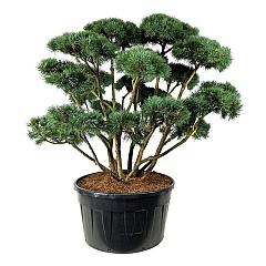 Pinus sylvestris 'Watereri'