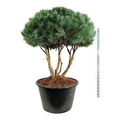Pinus sylvestris 'Watereri'