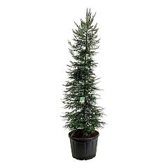 Sequioia sempervires 'Adpressa Aurea'