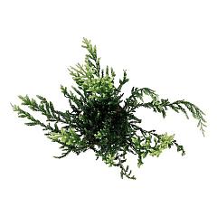 Sequoia sempervirens 'Adpressa'