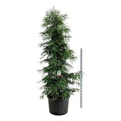 Sequoia sempervirens 'Winter Blue'