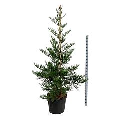 Sequoiadendron g. 'Powdered Blue'