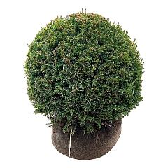 Taxus baccata