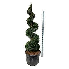 Taxus baccata