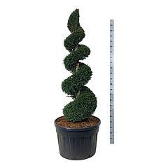 Taxus baccata
