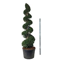 Taxus baccata