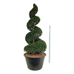 Taxus baccata