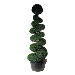 Taxus baccata
