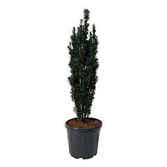 Taxus b. 'Black Tower'