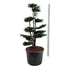 Taxus b. 'Dovastoniana'