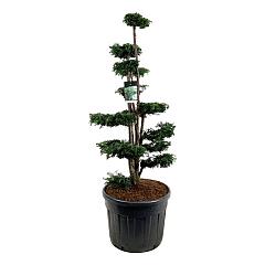 Taxus b. 'Dovastoniana'