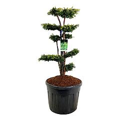 Taxus b. 'Dovastonii Aurea'