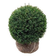 Taxus b. 'Höpken's Gigant'