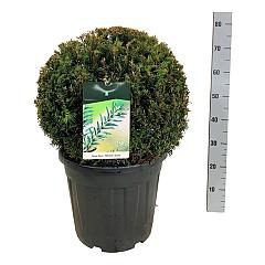 Taxus b. 'Höpken's Gigant'