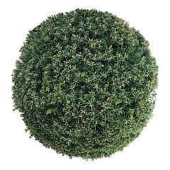 Taxus b. 'Höpken's Gigant'