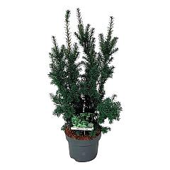 Taxus cuspidata nana