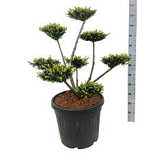 Taxus media 'Farmen'