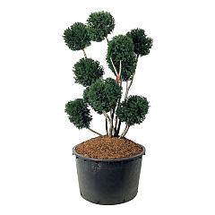 Taxus media 'Groenland'