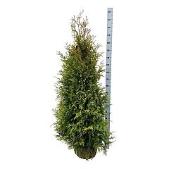 Thuja occ. 'Brabant'