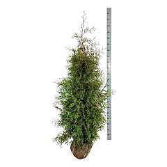 Thuja occ. 'Brabant'